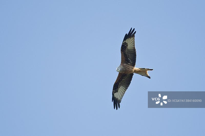德国巴登-符腾堡州红风筝图片素材