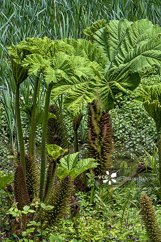 大王大黄的鲜绿色叶子图片素材