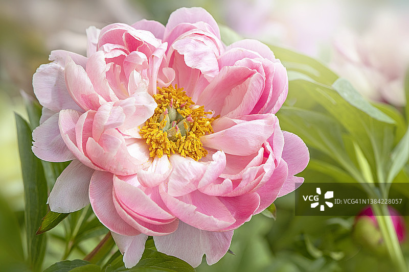 美丽的粉色夏季单瓣牡丹花图片素材