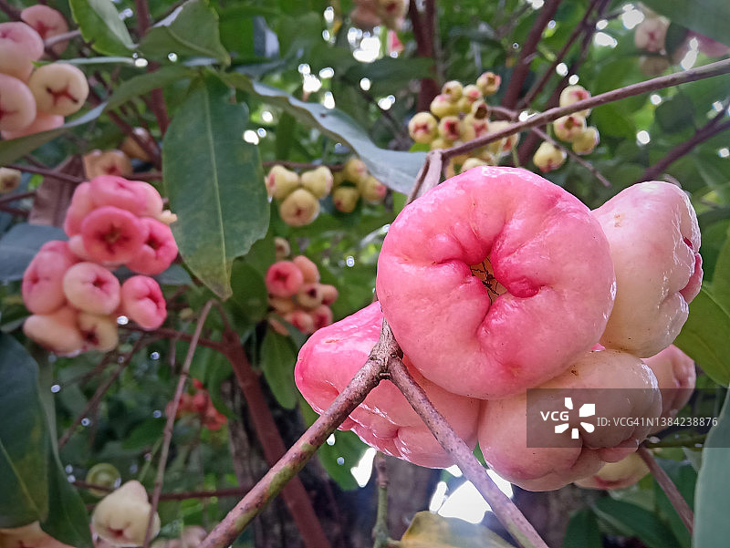 树上的成熟番石榴图片素材
