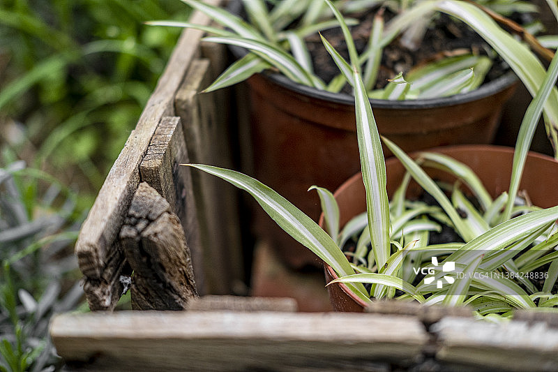 乡村风花园图片素材