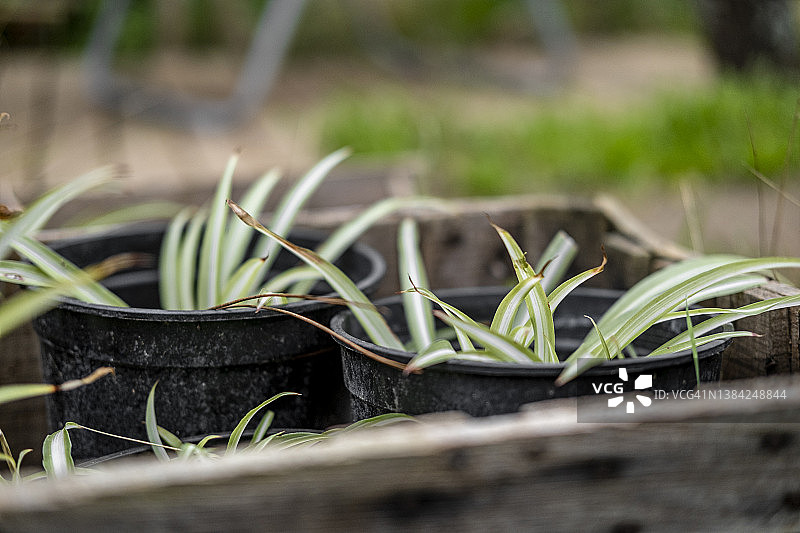 乡村风花园图片素材