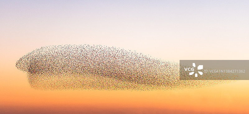 大群椋鸟聚集图片素材