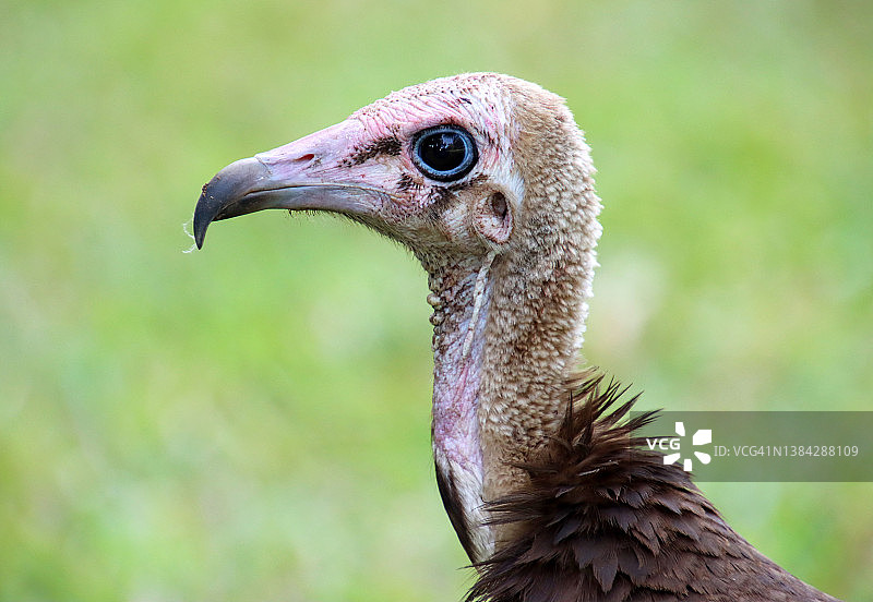 戴头巾的秃鹫肖像图片素材