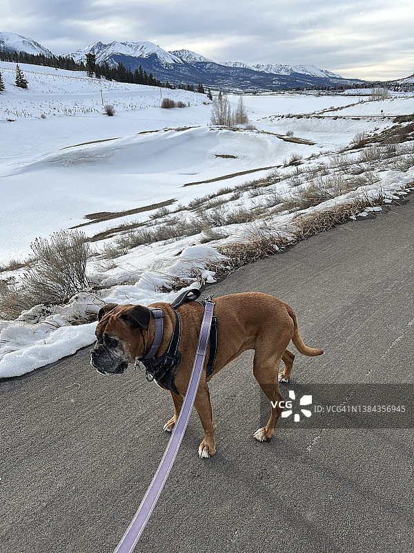 雪中遛狗图片素材