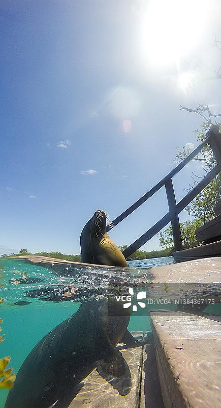厄瓜多尔加拉帕戈斯群岛伊莎贝拉岛水下顽皮的幼年海狮图片素材