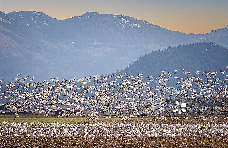 大群雪雁在农田里觅食图片素材