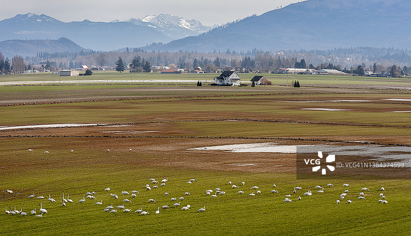 大迁徙前，在农田里以收割后作物为食的大天鹅图片素材