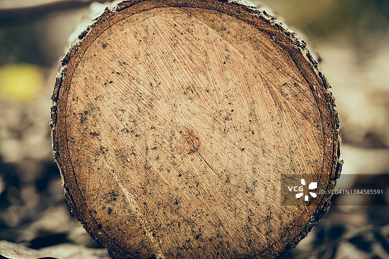 树干切割横截面图片素材