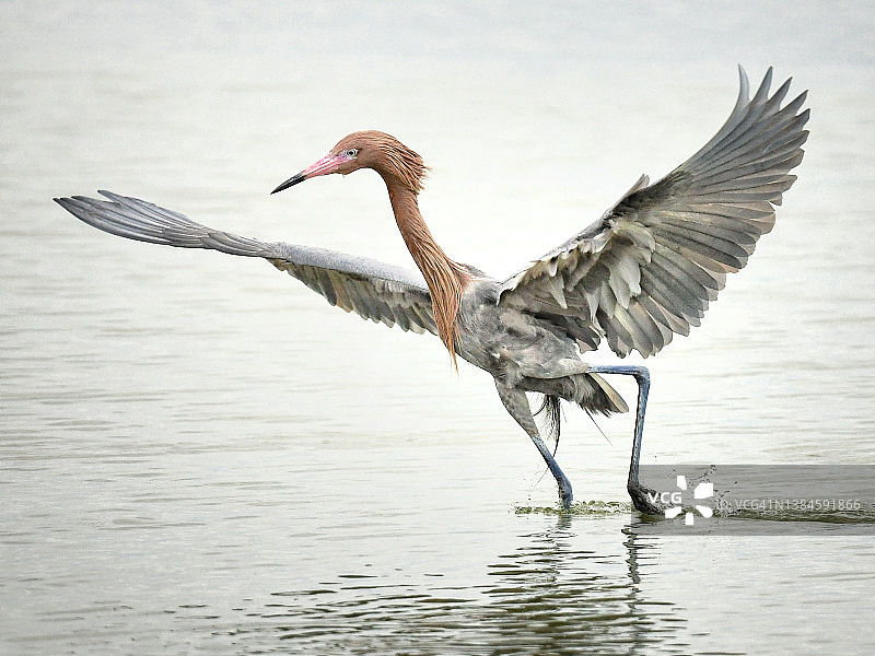 红鹭在浅水中捕猎图片素材
