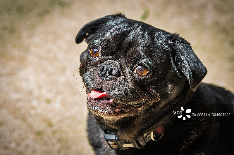 张着嘴盯着镜头的快乐的黑色的哈巴狗图片素材