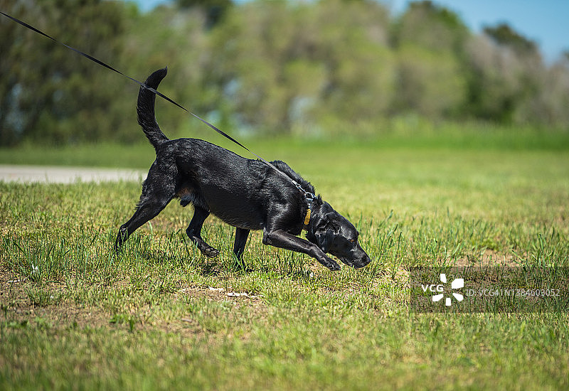 在开阔的田野里追踪气味的黑色拉布拉多寻回犬图片素材