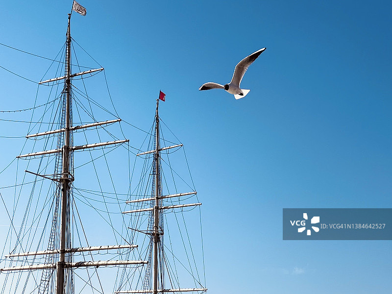 海鸥围绕帆船飞翔图片素材