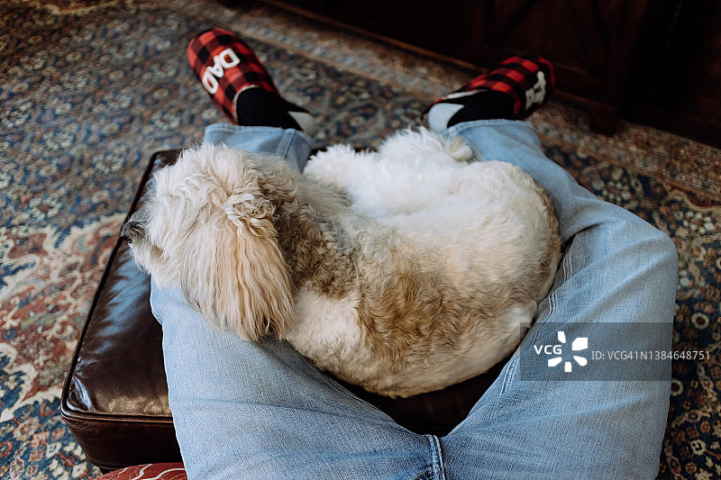 狗狗在主人腿间的沙发上休息图片素材
