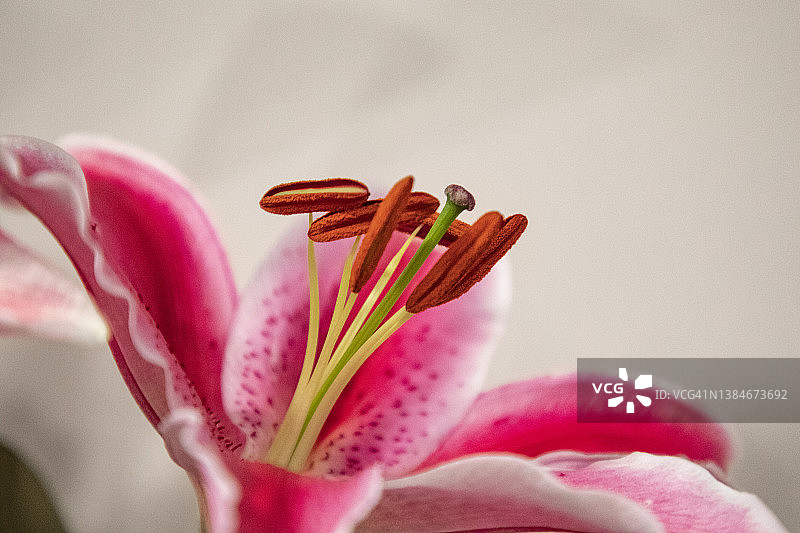 莉莉花图片素材