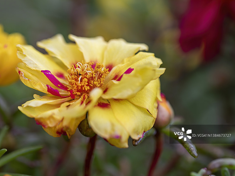 太阳花图片素材
