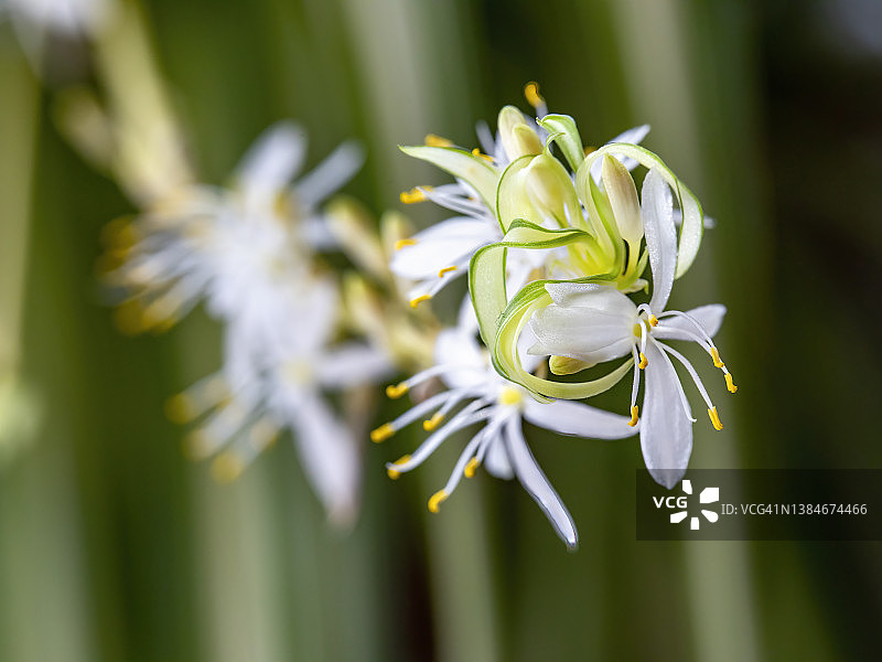 开花的吊兰图片素材