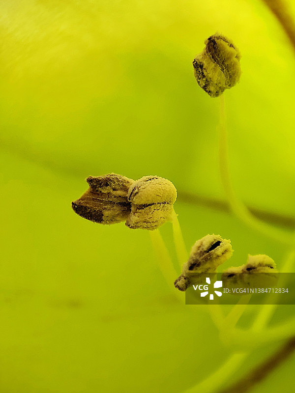 花蕊微距图片素材