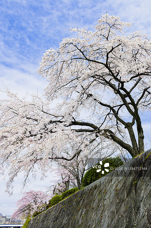 樱桃树图片素材