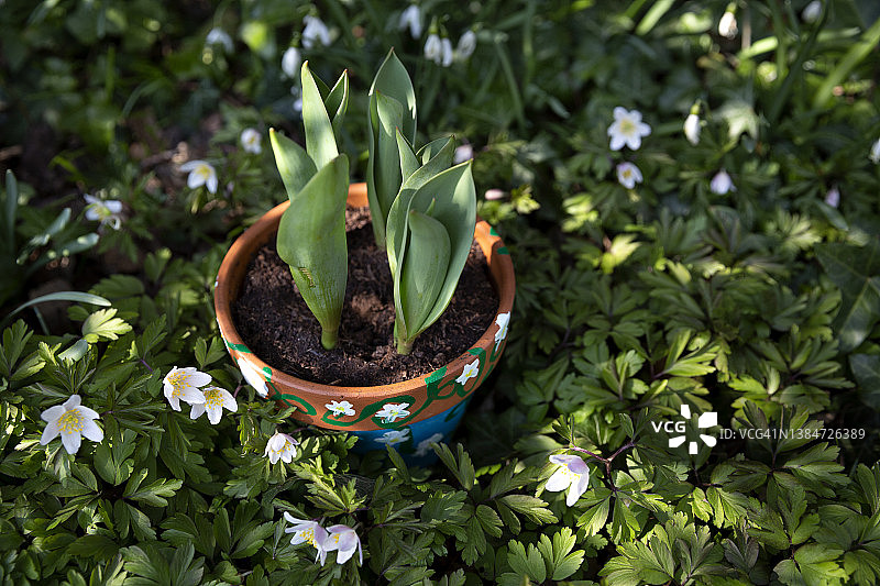 郁金香盆栽：花园里的春日图片素材