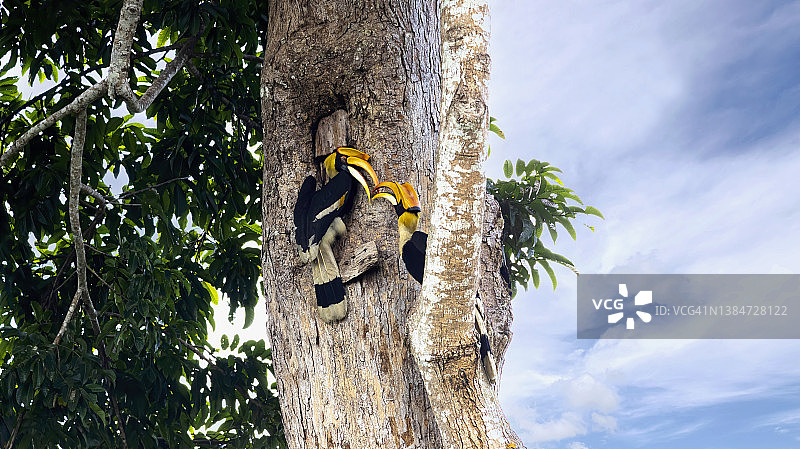 双角犀鸟在雨林巢穴中喂食雌鸟图片素材