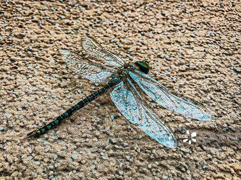 帝王蜻蜓图片素材