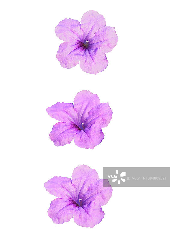 蓝花草剪纸图：布里顿野生矮牵牛，白色背景图片素材