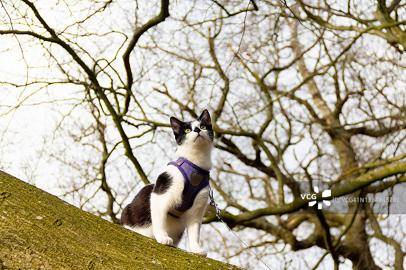 冒险猫：在树上观鸟的黑白猫图片素材