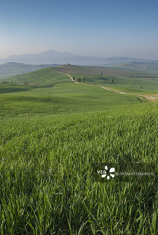 意大利。托斯卡纳。奥西亚谷地的麦田。图片素材
