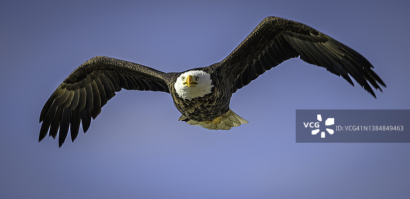 翱翔飞行的秃鹰图片素材