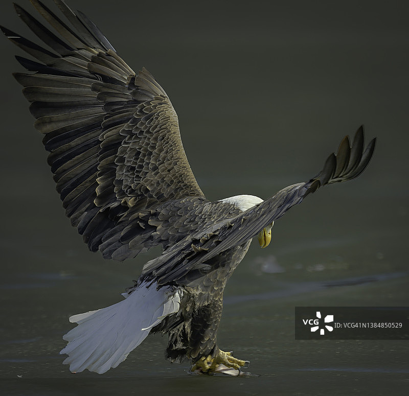 白头海雕在冰面上捕猎图片素材