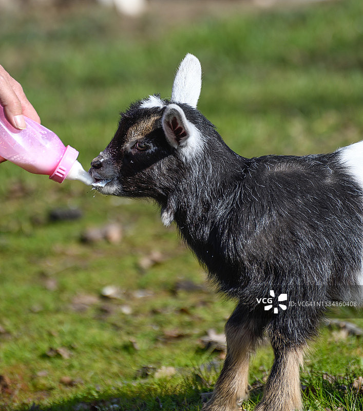 正在用奶瓶喂食的尼日利亚矮山羊幼崽图片素材