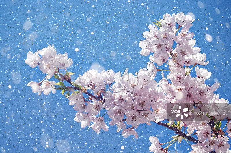 雪中的樱花图片素材