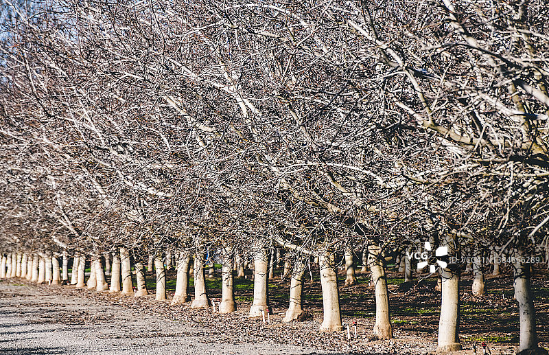 沐浴在阳光下的落叶冬季核桃园，准备迎接春天的爆发图片素材