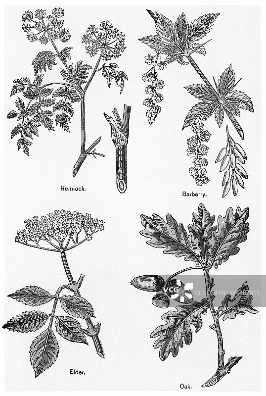 古老的药用植物彩色石印插图图片素材