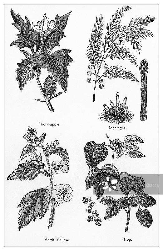 古老彩色石印插图：药用植物图片素材
