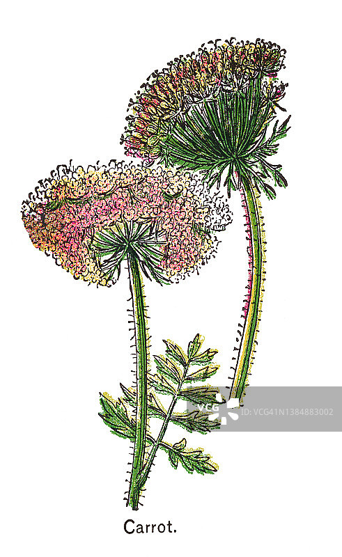 胡萝卜古老彩色石印插图图片素材