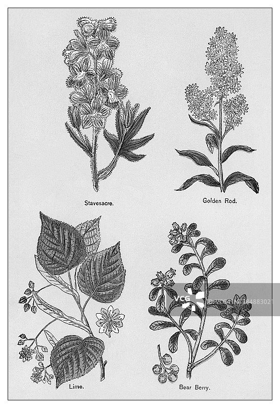 老式彩石版画：药用植物图片素材