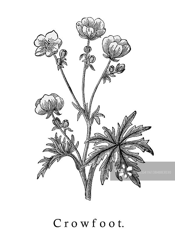 水毛茛古老彩色石印插图图片素材