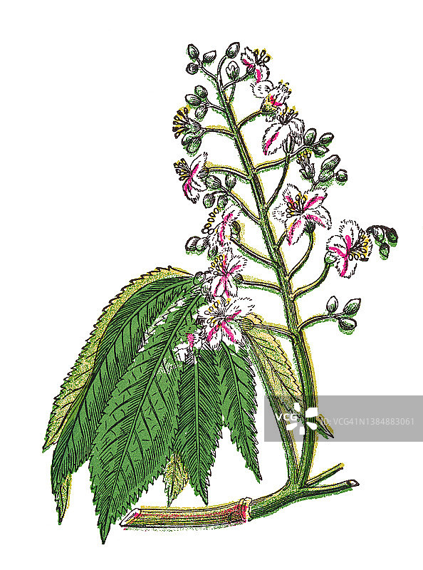 老式彩色石印植物插图：欧洲七叶树图片素材