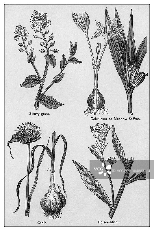 古老的药用植物彩色石印插图图片素材