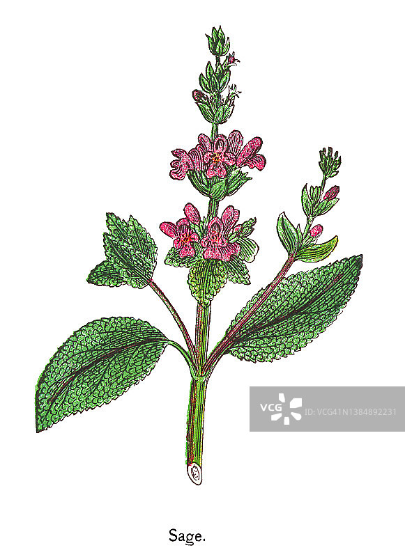 普通鼠尾草老式彩色石印插图图片素材