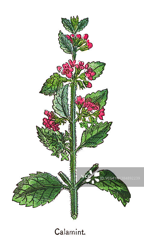 风轮菜属植物彩色石印插图图片素材