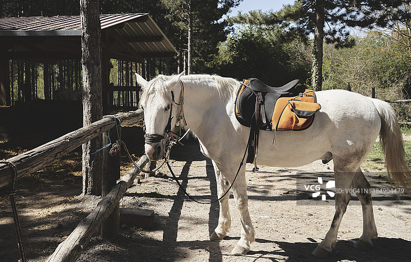 白色小马与木棍和马鞍图片素材