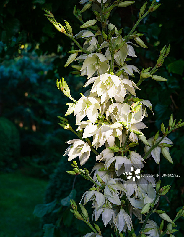 阳光下洁白精致的丝兰花朵图片素材