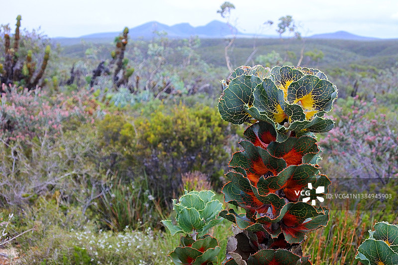 菲茨杰拉德河国家公园皇家哈克木，西澳大利亚图片素材