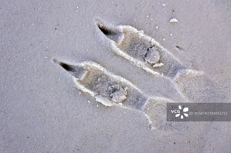 白色沙滩上的袋鼠足迹图片素材