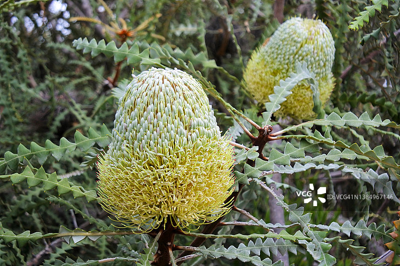 盛开的黄色班克木百合图片素材