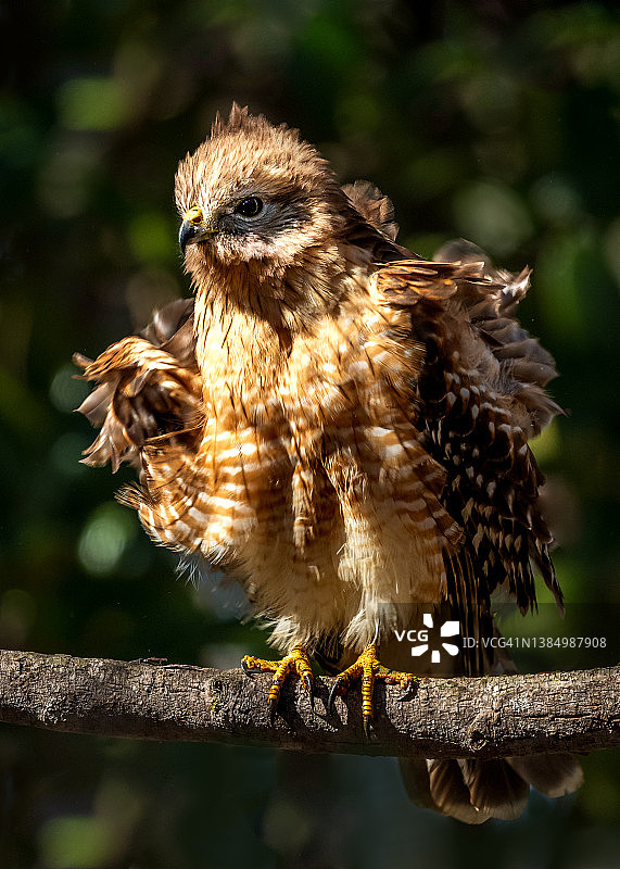 栖息在树枝上抖动羽毛的红肩鹰图片素材