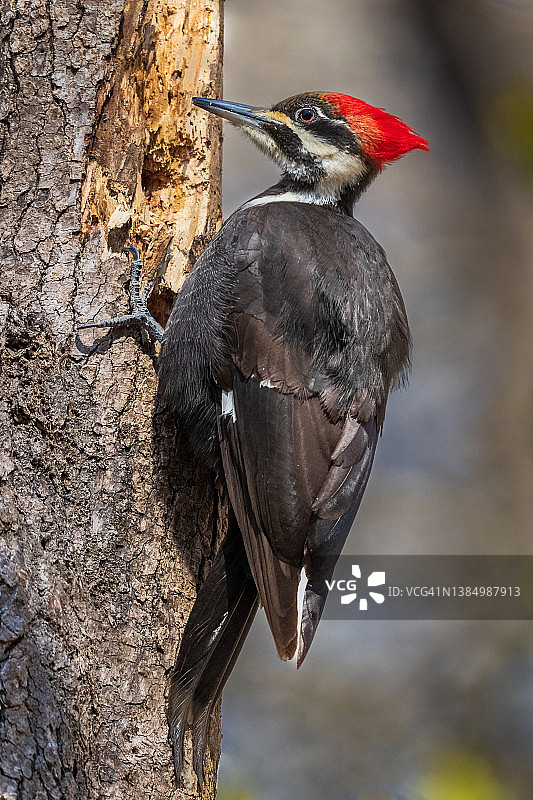 啄木鸟悬挂在树边，挖掘树洞寻找昆虫图片素材